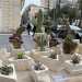 ...al cui interno abitano piante grasse come il cactus, il fico dindia, laloe, lopuntia e la crassula